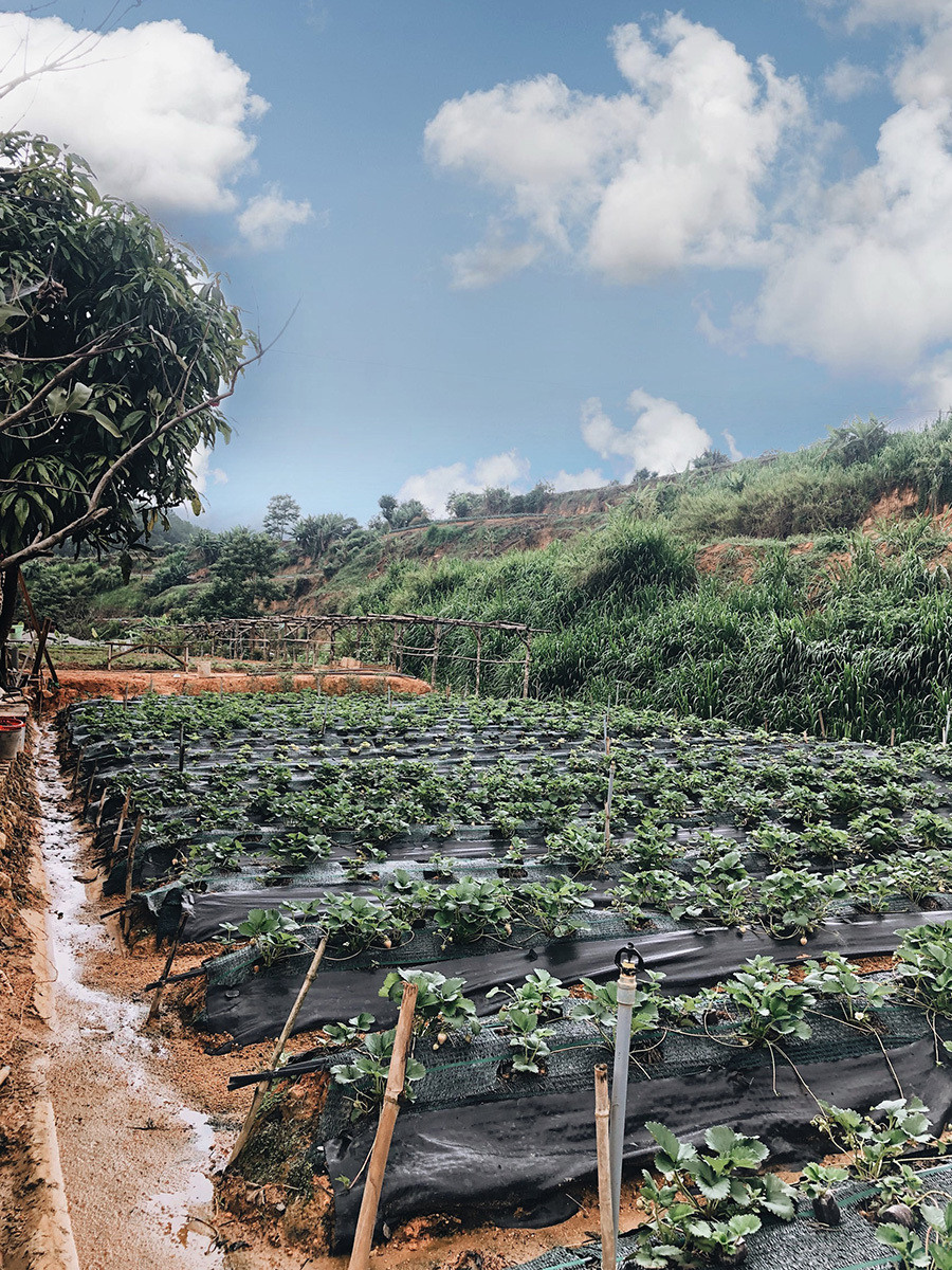 Cuối tháng 1 năm nay, những cây dâu Bạch Tuyết đầu tiên được xuống giống. Từ 40 cây ban đầu, anh đã nhân giống lên 3000 cây và trồng ngoài trời. Ảnh: Vnexpress