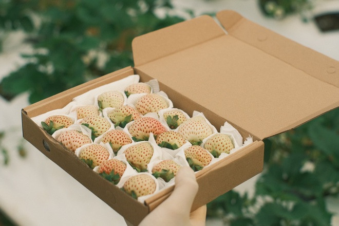 Sau đó, chàng trai Đà Lạt sẽ trồng khoảng 15.000 cây khi có đủ điều kiện. Ảnh: Dân trí