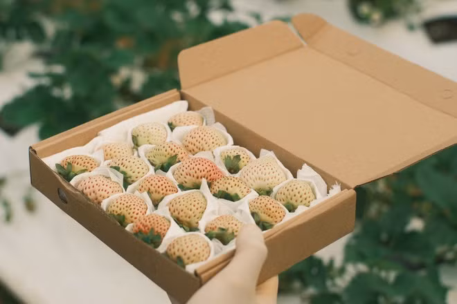 Sau đó, chàng trai Đà Lạt sẽ trồng khoảng 15.000 cây khi có đủ điều kiện. Ảnh: Dân trí