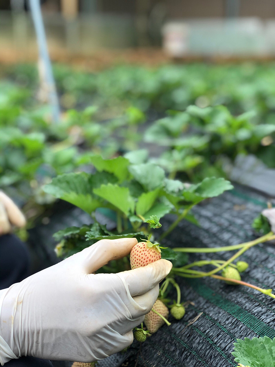 Dâu tây Bạch Tuyết xuất xứ từ Nhật Bản được đánh giá là loại dâu thơm ngon, hiếm và đắt nhất thế giới. Năm ngoái, dâu tây Bạch Tuyết được nhập khẩu từ Nhật và bán với giá lên đến 2,2 triệu đồng. Ảnh: Dân trí