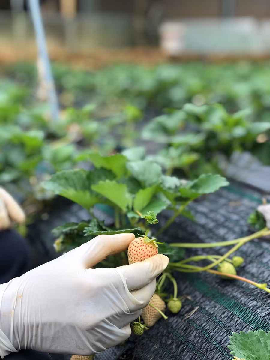 Dâu tây Bạch Tuyết xuất xứ từ Nhật Bản được đánh giá là loại dâu thơm ngon, hiếm và đắt nhất thế giới. Năm ngoái, dâu tây Bạch Tuyết được nhập khẩu từ Nhật và bán với giá lên đến 2,2 triệu đồng. Ảnh: Dân trí