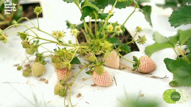 Dù được trồng thành công ở Đà Lạt từ 2018 nhưng dâu Bạch Tuyết vẫn chưa phổ biến do lệ thuộc vào các nhà kính. Thịnh muốn là người tiên phong đưa loại dâu này trồng ngoài trời. Ảnh: Vnexpress