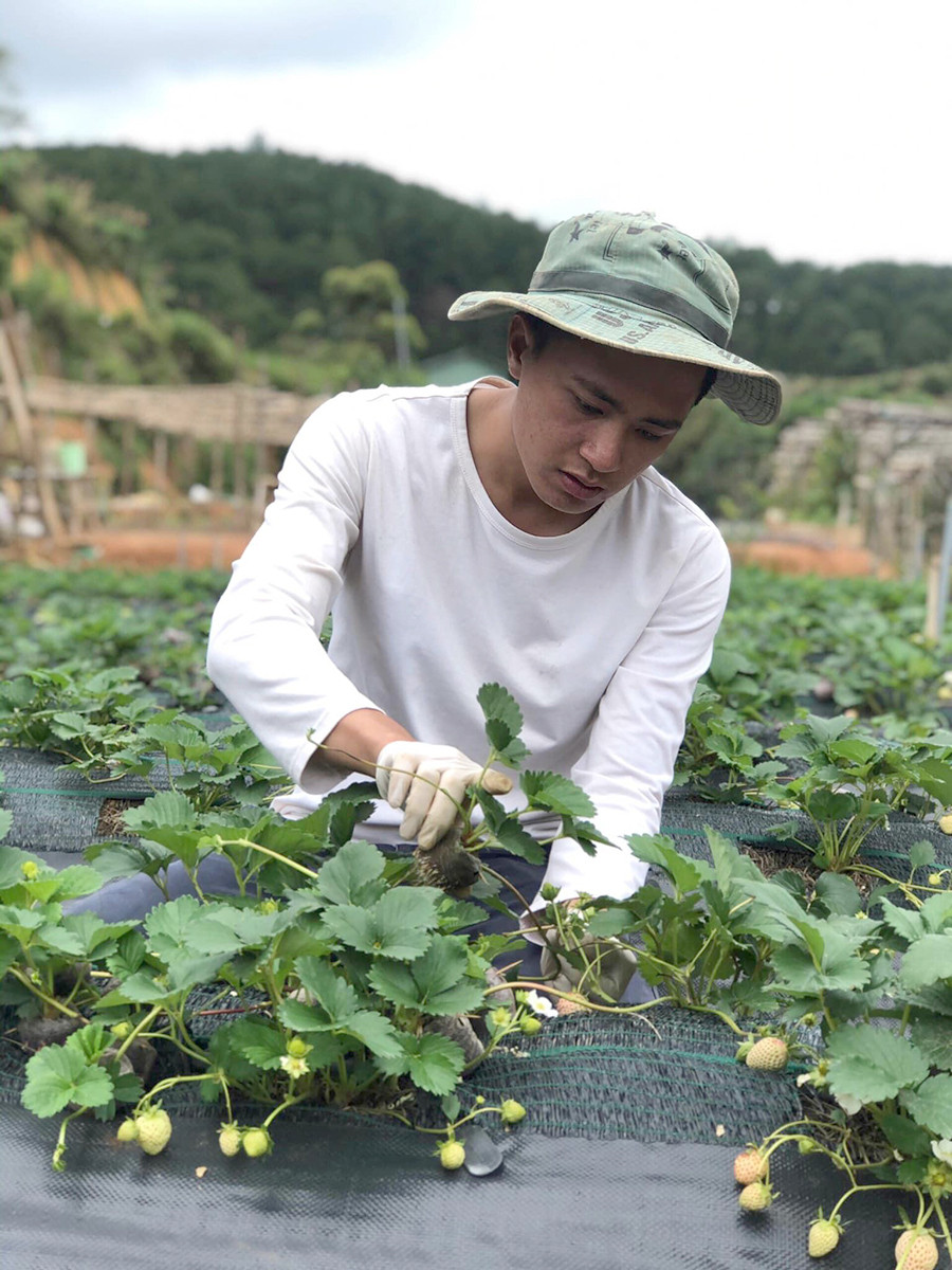 Hiện tại, dâu tây Bạch Tuyết của Thịnh “cháy hàng”, không đủ cung cấp ra thị trường. Ảnh: Vnexpress