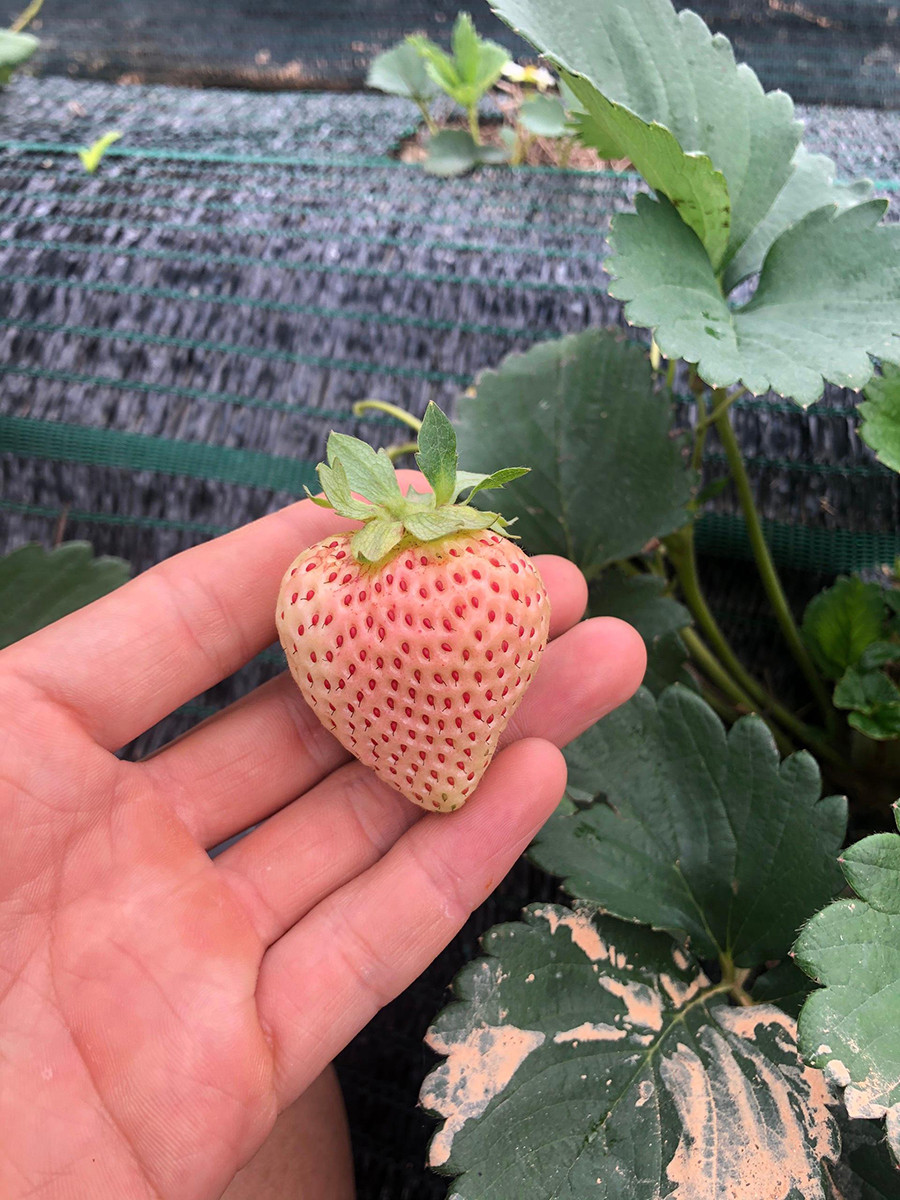 Chàng trai 9X đang nhân thêm giống để phát triển thêm vườn dâu Bạch Tuyết nhà mình lên khoảng 10.000 cây. Ảnh: Vnexpress