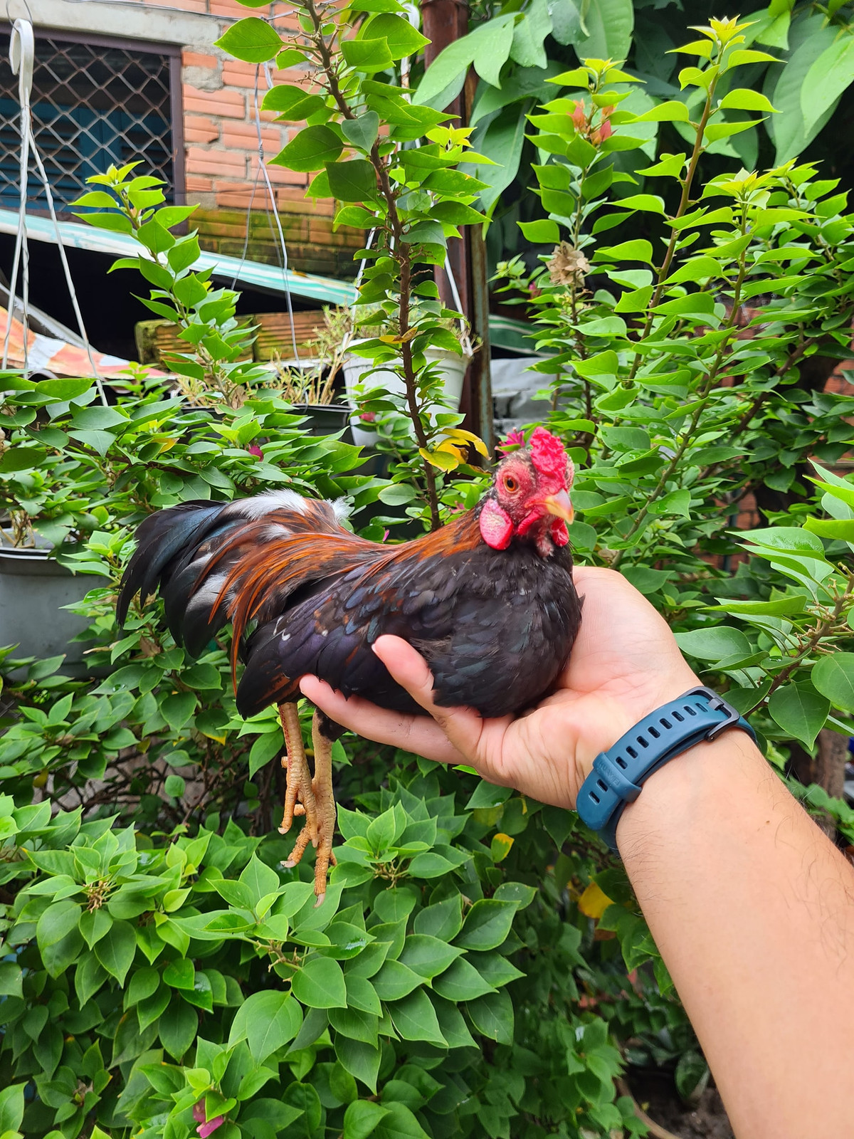 Có những chú gà giá từ 1 - 2 triệu đồng, nhưng cũng có những chú gà có giá lên đến 10, thậm chí là gần 100 triệu đồng. Ảnh: Facebook