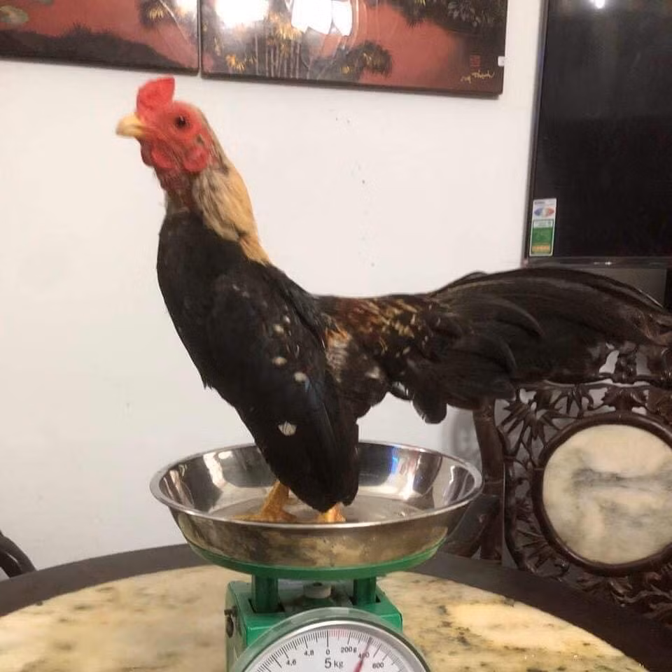 Giá của những chú gà tre Bắc tùy thuộc vào ngoại hình của chúng. Ảnh: Facebook