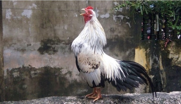 Ga tre Bac gia tram trieu hut dan choi Ha thanh co gi dac biet?