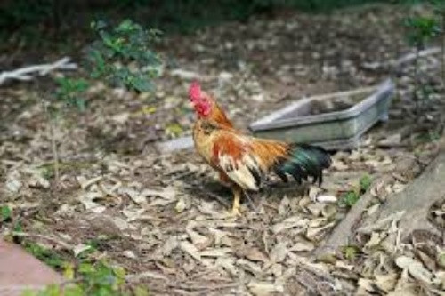 Một chú gà tre Bắc đúng tiêu chuẩn thường có đặc điểm như mặt tròn, mắt đỏ, mỏ ngắn, chân tròn, hai hàng vảy song song cân đối, mã vừa phải ôm trọn phần hông của gà, cánh che hết phần chân gần đến cựa, cần cổ khi gáy cong về phía sau và dáng gáy hết lực oai vệ. Ảnh: Facebook