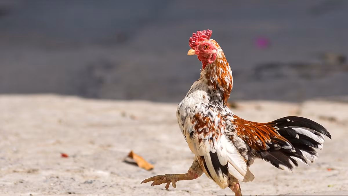 Gà tre Bắc có màu sắc khá phong phú, phổ biến nhất là ô, trắng, chuối xám, hoa mơ, tía...Ảnh: Dân Việt