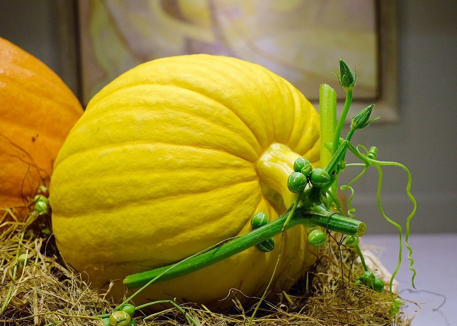 Bí ngô khổng lồ có màu cam và màu vàng, nặng từ 34 – 49 kg, giá bán từ 180.000 – 210.000 đồng/kg. Tính ra, mỗi quả bí ngô có giá dao động từ 6 triệu đến hơn 10 triệu đồng. Ảnh: Infonet