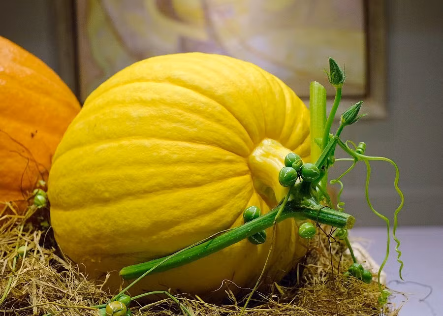 Bí ngô khổng lồ có màu cam và màu vàng, nặng từ 34 – 49 kg, giá bán từ 180.000 – 210.000 đồng/kg. Tính ra, mỗi quả bí ngô có giá dao động từ 6 triệu đến hơn 10 triệu đồng. Ảnh: Infonet