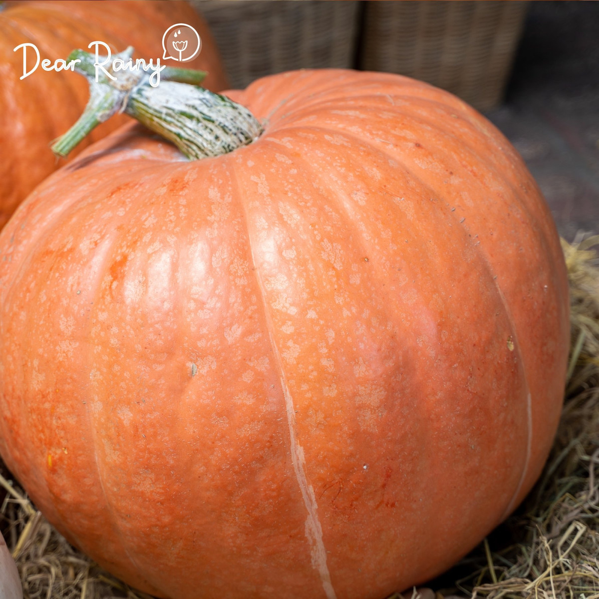 Theo anh Khôi, những quả bí ngô nặng từ 34 – 40 kg hút khách nhất tại cửa hàng. Ảnh: Dear Rainy