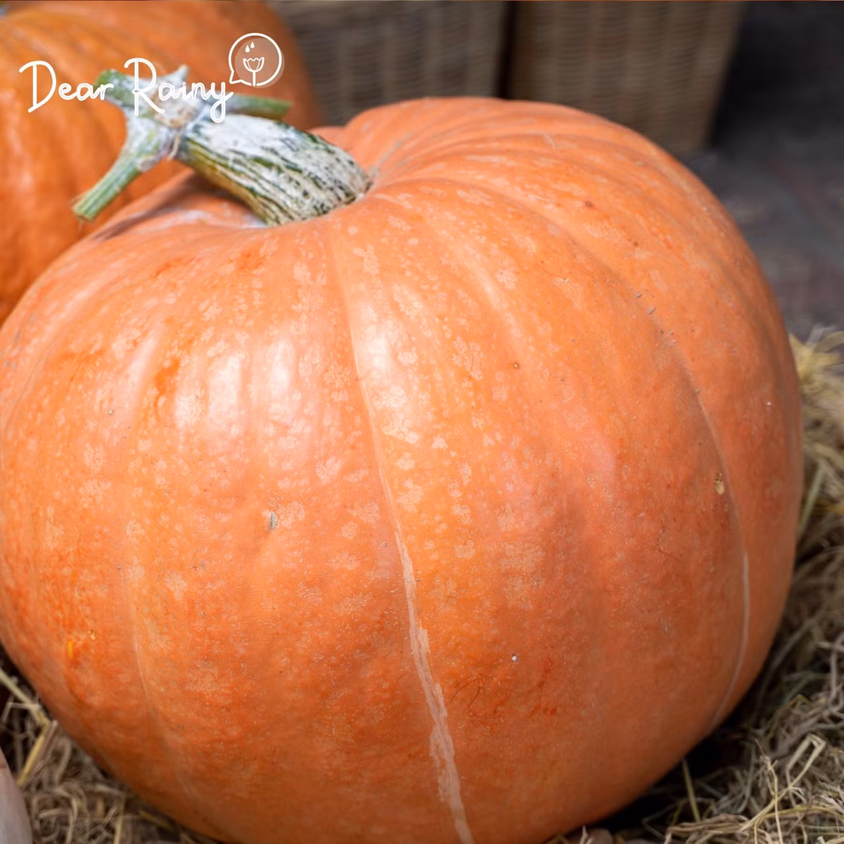 Theo anh Khôi, những quả bí ngô nặng từ 34 – 40 kg hút khách nhất tại cửa hàng. Ảnh: Dear Rainy