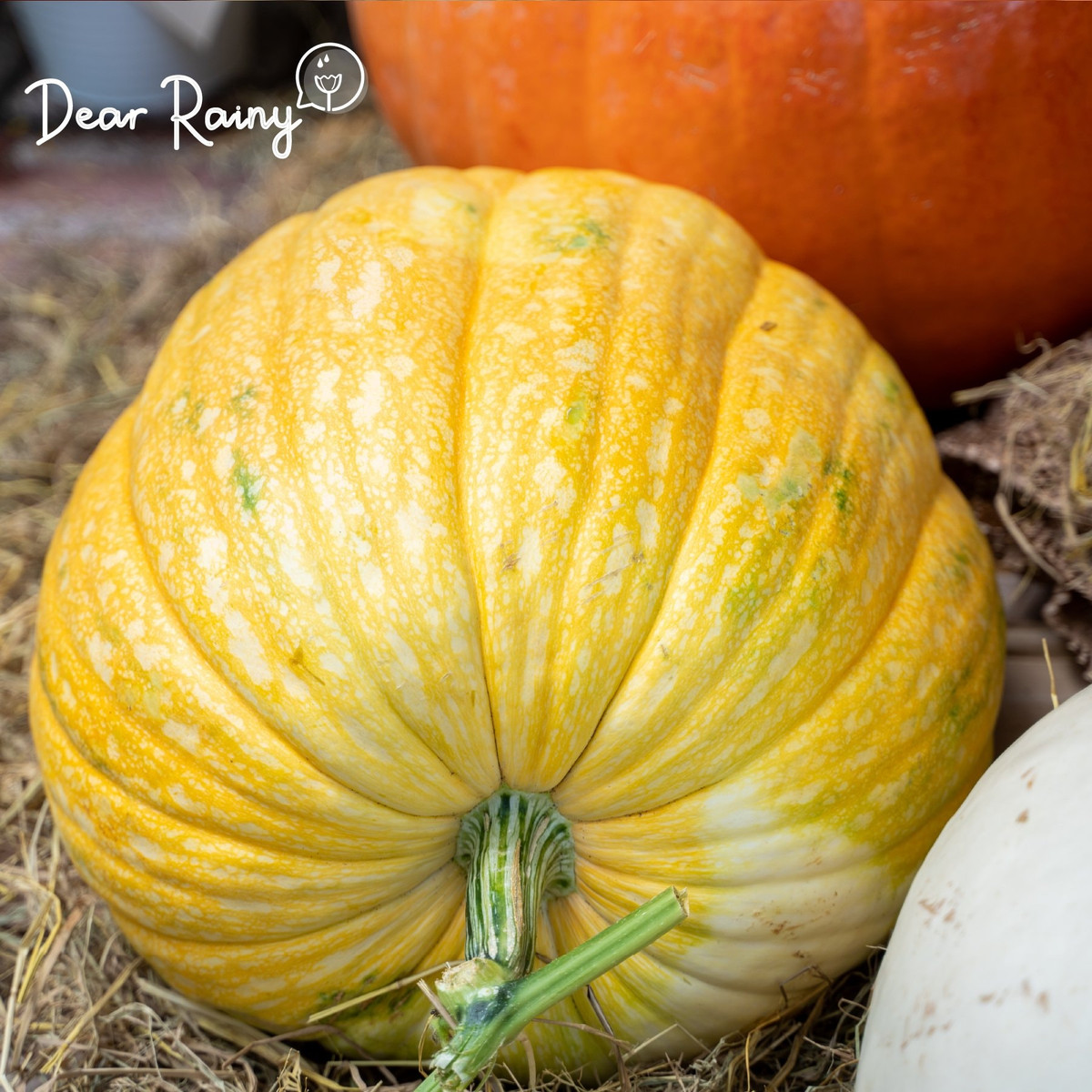 Tương tự, một cửa hàng hoa cao cấp ở TP HCM cho biết bí ngô khổng lồ chơi Halloween cũng rất hút khách và thường xuyên trong tình trạng cháy hàng. Ảnh: Dear Rainy.