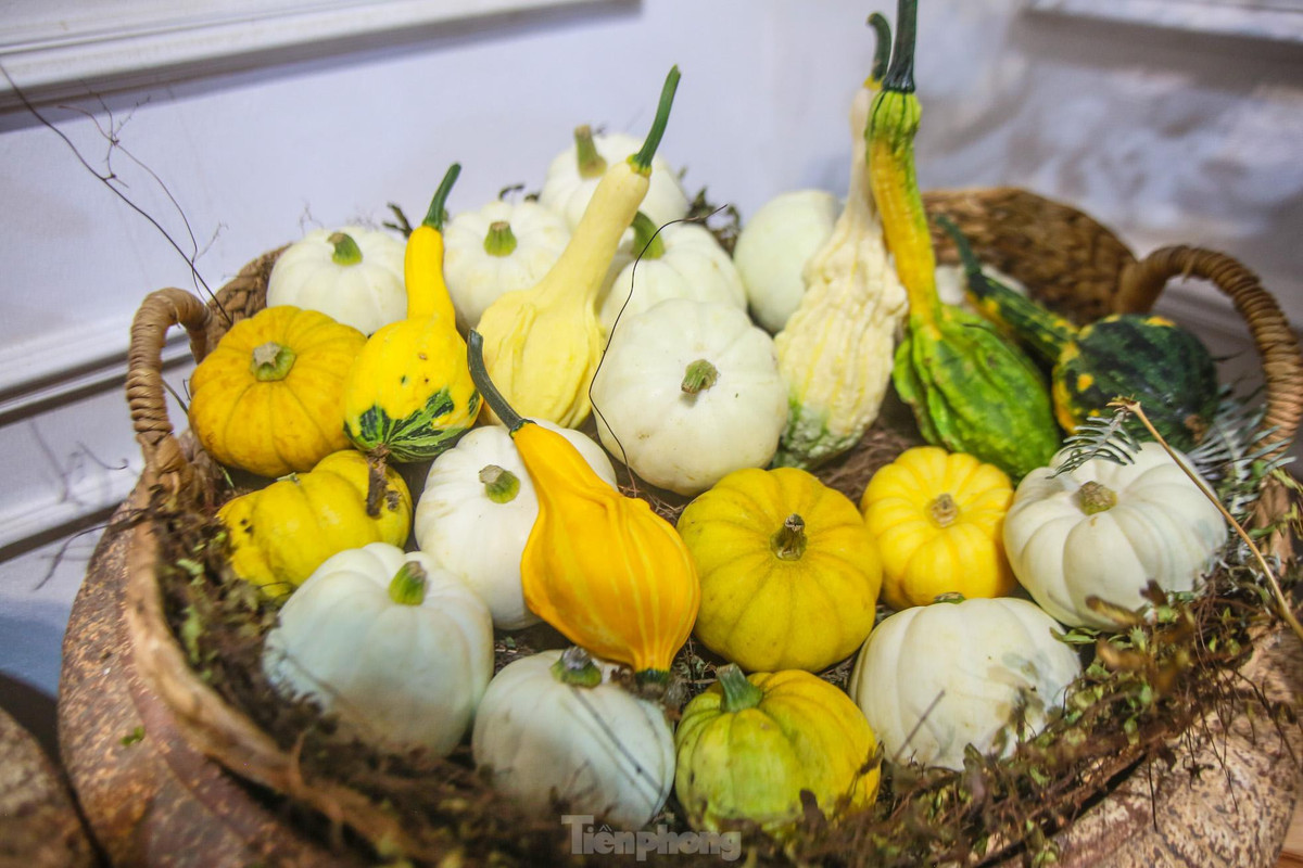 Bên cạnh bí ngô khổng lồ, các loại bí ngô mini với nhiều hình thù độc đáo cũng được nhiều khách hàng đặt mua. Ảnh: Tiền phong