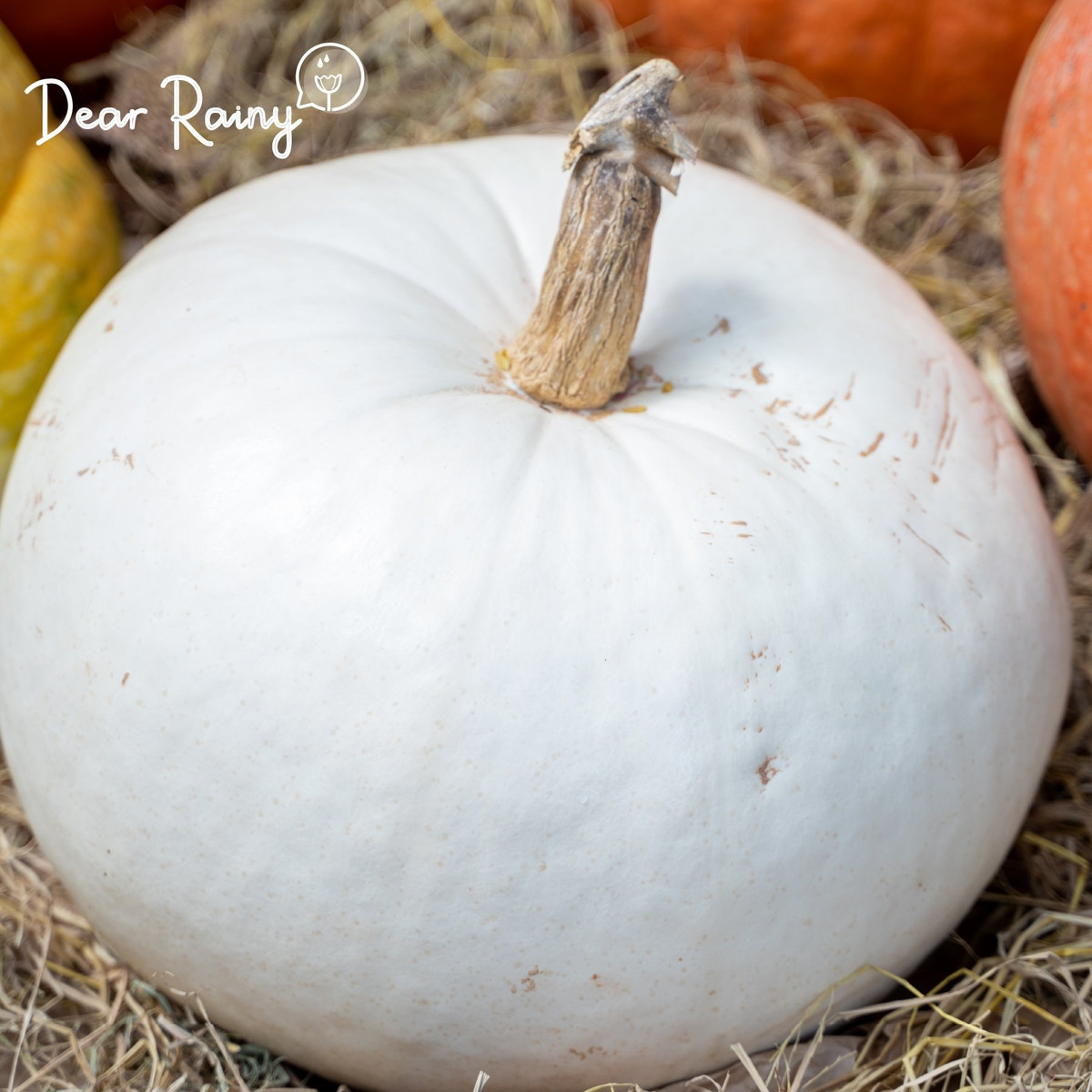 Theo đại diện cửa hàng này, khách mua chủ yếu là người nước ngoài, gia đình có người nước ngoài hoặc các gia đình có điều kiện. Ảnh: Dear Rainy.