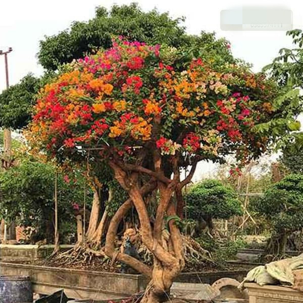 Trên thực tế, không ít lần dư luận sửng sốt trước những cây hoa giấy độc nhất vô nhị giá vài tỷ đồng ở nước ta. Ảnh: Nhavuonthienminhson