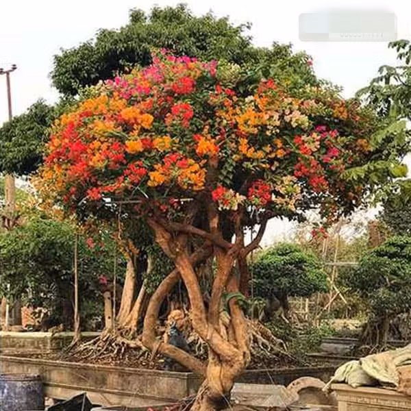 Trên thực tế, không ít lần dư luận sửng sốt trước những cây hoa giấy độc nhất vô nhị giá vài tỷ đồng ở nước ta. Ảnh: Nhavuonthienminhson