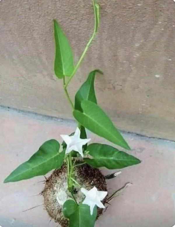 Những tưởng rau muống chỉ dùng để nấu ăn, ai ngờ rau muống cũng có thể lên chậu thành bonsai cực độc. Ảnh: Vietnamnet