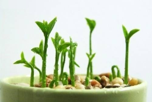 Chậu cây cảnh từ hạt chanh, bưởi không thể lạ mắt hơn. Ảnh: Ohay