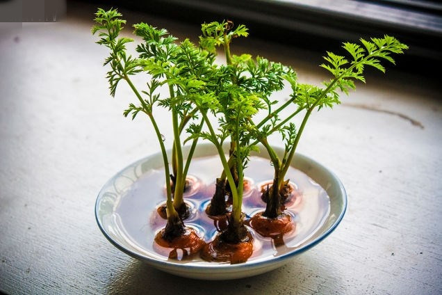 Chậu cảnh không thể tuyệt hơn từ cà rốt. Ảnh: Ohay