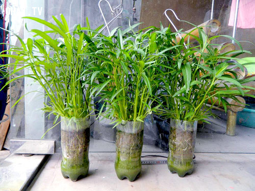 Chỉ cần chọn chiếc chậu xinh xắn là bạn có ngay bonsai rau muống để ngắm chơi. Ảnh: Ohay