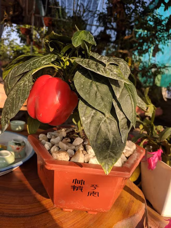 Ớt chuông lên chậu thành bonsai sang chảnh. Ảnh: Internet