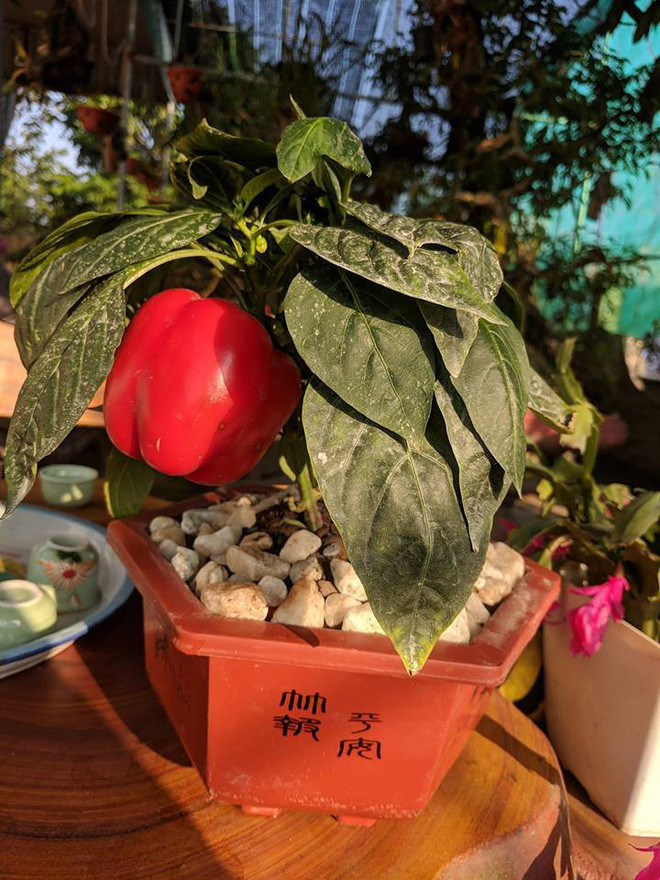 Ớt chuông lên chậu thành bonsai sang chảnh. Ảnh: Internet