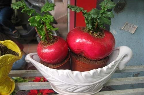  Bonsai củ cải đỏ ngày càng dược ưa chuộng trong dịp Tết. Ảnh: Internet