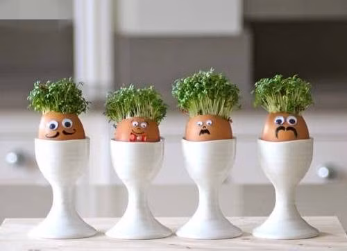 Đẹp ngỡ ngàng với chậu cây hạt mầm trồng trên vỏ trứng. Ảnh: Ohay