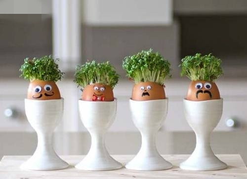 Đẹp ngỡ ngàng với chậu cây hạt mầm trồng trên vỏ trứng. Ảnh: Ohay