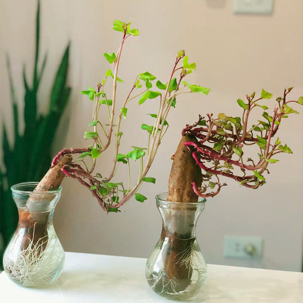 Khoai lang bonsai là một phong cách chơi cây cảnh khá thú vị. Ảnh: Hoacanhquangvy