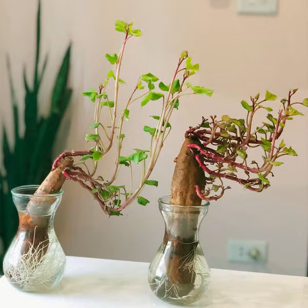 Khoai lang bonsai là một phong cách chơi cây cảnh khá thú vị. Ảnh: Hoacanhquangvy