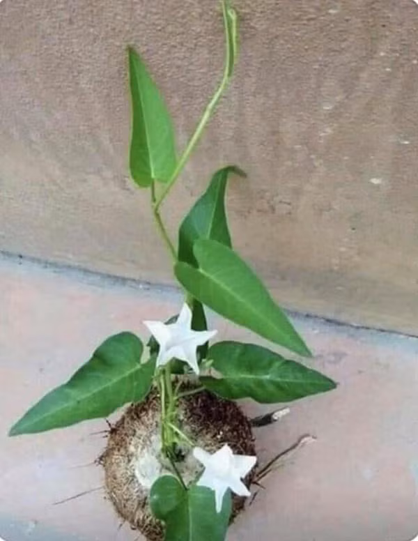 Những tưởng rau muống chỉ dùng để nấu ăn, ai ngờ rau muống cũng có thể lên chậu thành bonsai cực độc. Ảnh: Vietnamnet