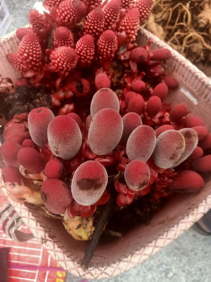 Trước đây, nấm ngọc cẩu giá từ 150.000 đồng tới 200.000 đồng/kg nấm tươi. Tuy nhiên, gần đây dân địa phương đổ đi tìm hái nhiều nên giá nấm cũng "giảm nhiệt" hơn còn 90.000 - 100.000 đồng/kg. Ảnh Facebook