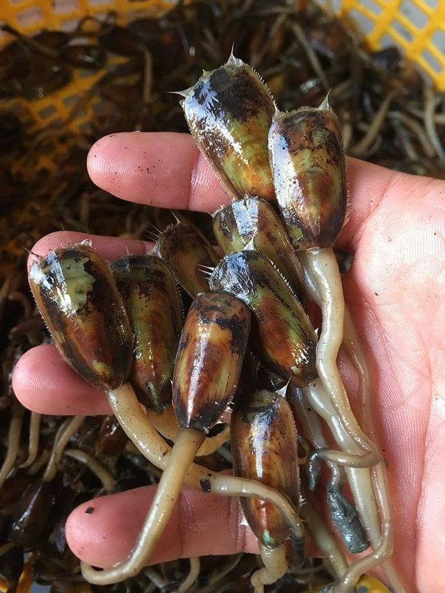 Tuy có vẻ ngoài kém hấp dẫn khiến nhiều thực khách phải dè chừng nhưng cà xỉu lại là đặc sản của vùng đất Hà Tiên (Kiên Giang). Chúng được ví như "thần dược quý ông". Ảnh: Cà xỉu Hà Tiên