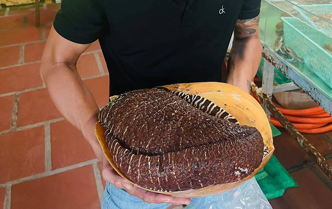 Một con ốc giác vàng có kích thước trung bình từ 1,5-3 kg, có những con nặng tới 7-8kg. Ảnh: Dân Việt