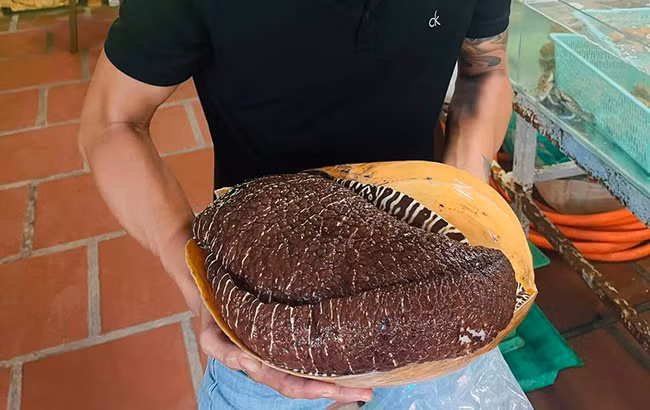 Một con ốc giác vàng có kích thước trung bình từ 1,5-3 kg, có những con nặng tới 7-8kg. Ảnh: Dân Việt