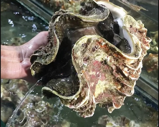 Với giá bán trên dưới 300.000 đồng/kg, mỗi con ốc tai tượng có giá lên tới 1-2 triệu đồng, thậm chí có con 4 triệu đồng. Ảnh: 24hSeamart