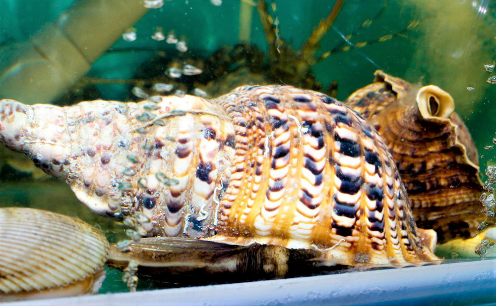 Muốn mua ốc hoàng hậu, hầu hết khách phải đặt trước, nhất là ốc trọng lượng khủng. Ảnh: flickr.com