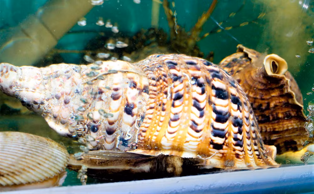 Muốn mua ốc hoàng hậu, hầu hết khách phải đặt trước, nhất là ốc trọng lượng khủng. Ảnh: flickr.com