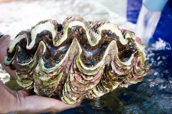 Đánh bắt ốc tai tượng cũng là một điều khó khăn với các ngư dân bởi chúng thường sống bám trong những bãi đá ngầm hay trú ngụ trong các rạn san hô và thức ăn chủ yếu của loại ốc này thường là các sinh vật phù du. Ảnh: 24hSeamart