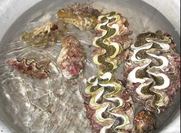 Ốc tai tượng thường được đánh bắt tại các vùng biển như Nha Trang, Phú Yên, Ninh Thuận, Cù Lao Chàm, Côn Đảo. Ảnh: 24hSeamart