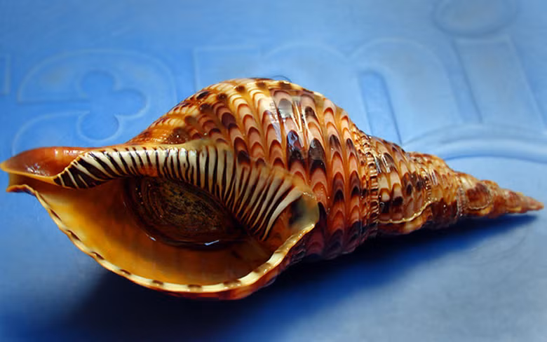 Ốc hoàng hậu có thớ thịt dày, màu vàng điểm xuyết, khi ăn có vị giòn, thơm ngon. Ảnh: flickr.com