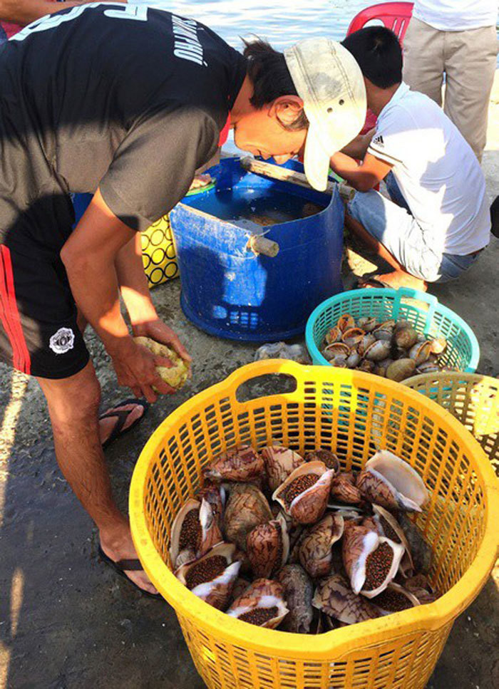 Dù giá cao nhưng ốc hoàng đế luôn được mua hết ngay khi được bắt về. Ảnh: Vietnamnet