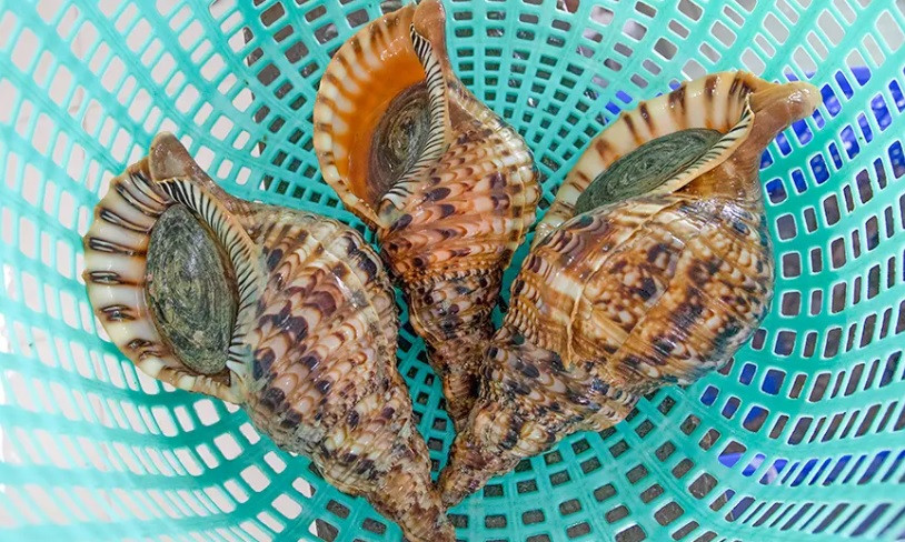 Ốc hoàng hậu trọng lượng từ 1-5 kg/con cũng là đặc sản dành cho giới nhà giàu khi có giá tới 650.000 đồng/kg. Ảnh: 24hSeamart