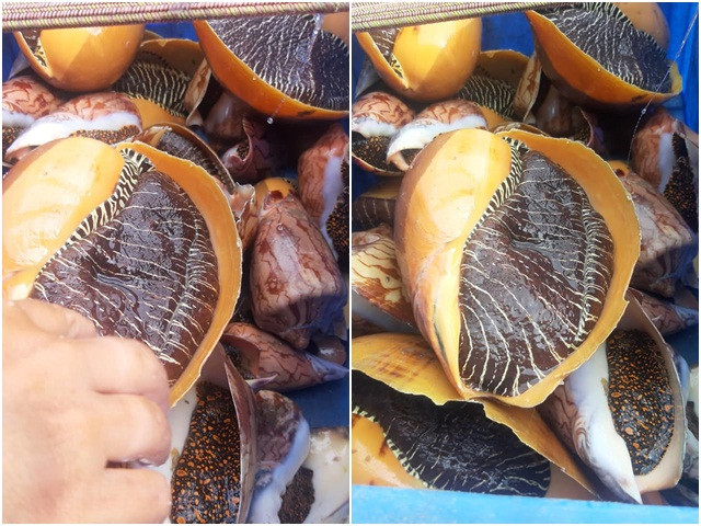Ước tính, mỗi con ốc hoàng đế khổng lồ giá có thể lên tới hàng triệu đồng. Ảnh: Dân Việt