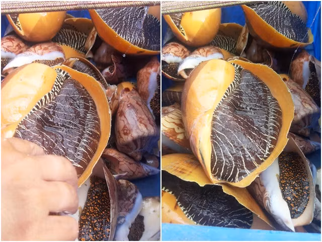 Ước tính, mỗi con ốc hoàng đế khổng lồ giá có thể lên tới hàng triệu đồng. Ảnh: Dân Việt