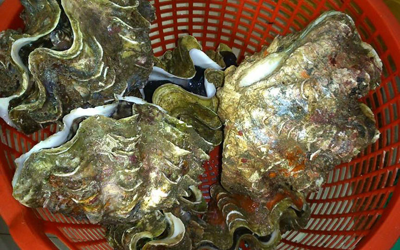 Ốc tai tượng cũng là loại ốc khổng lồ được ưa chuộng ở nước ta. Chúng được xếp vào loại to nhất thế giới, có trọng lượng từ 3-10 kg/con. Ảnh: Vietnamnet