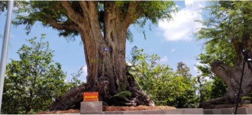 Đó chính là lý do cây me kiểng cổ thụ được đặt cái tên “Song lão trường thọ” mang ý nghĩa vô cùng thi vị. Ảnh: Congan